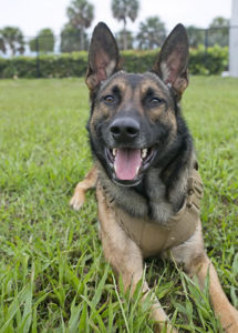 k9 working dogs