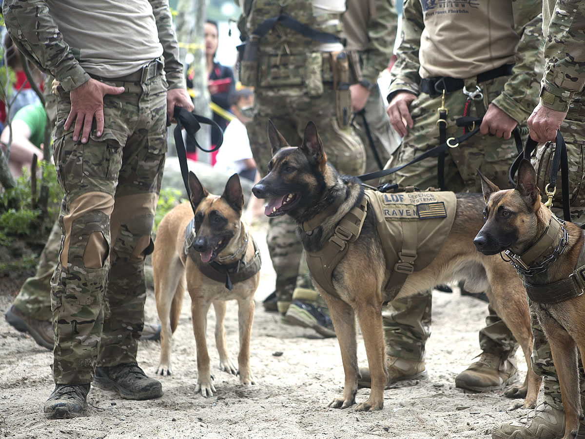 Raven Navy SEAL Museum Multipurpose Canine National Navy UDTSEAL Museum