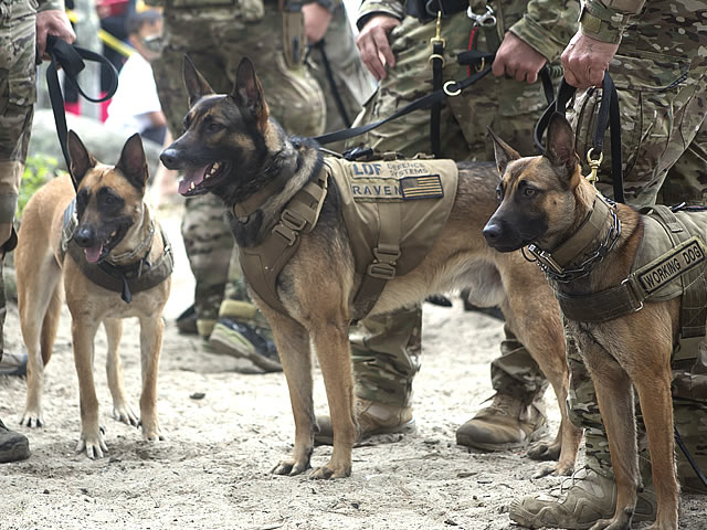 Navy SEAL Museum Multipurpose Canine 