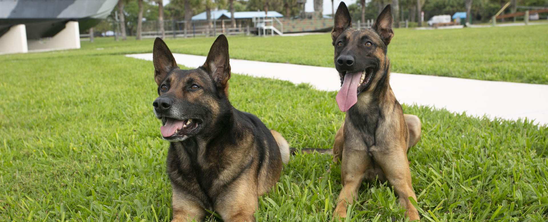 Multi-Purpose Canines Raven and Bullet Multi-Purpose Canines Raven and Bullet