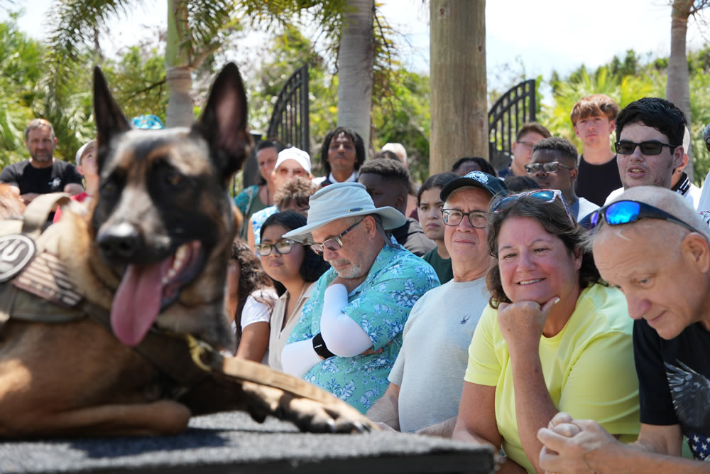Dogs of the K9 Project