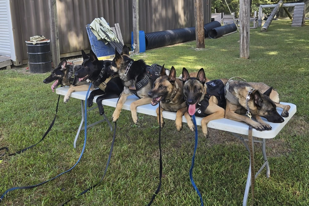 The Navy SEAL Museum’s K9 Project The Navy SEAL Museum’s K9 Project