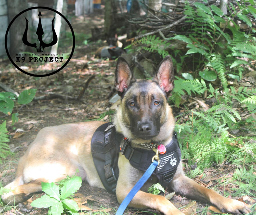 Dogs of the K9 Project